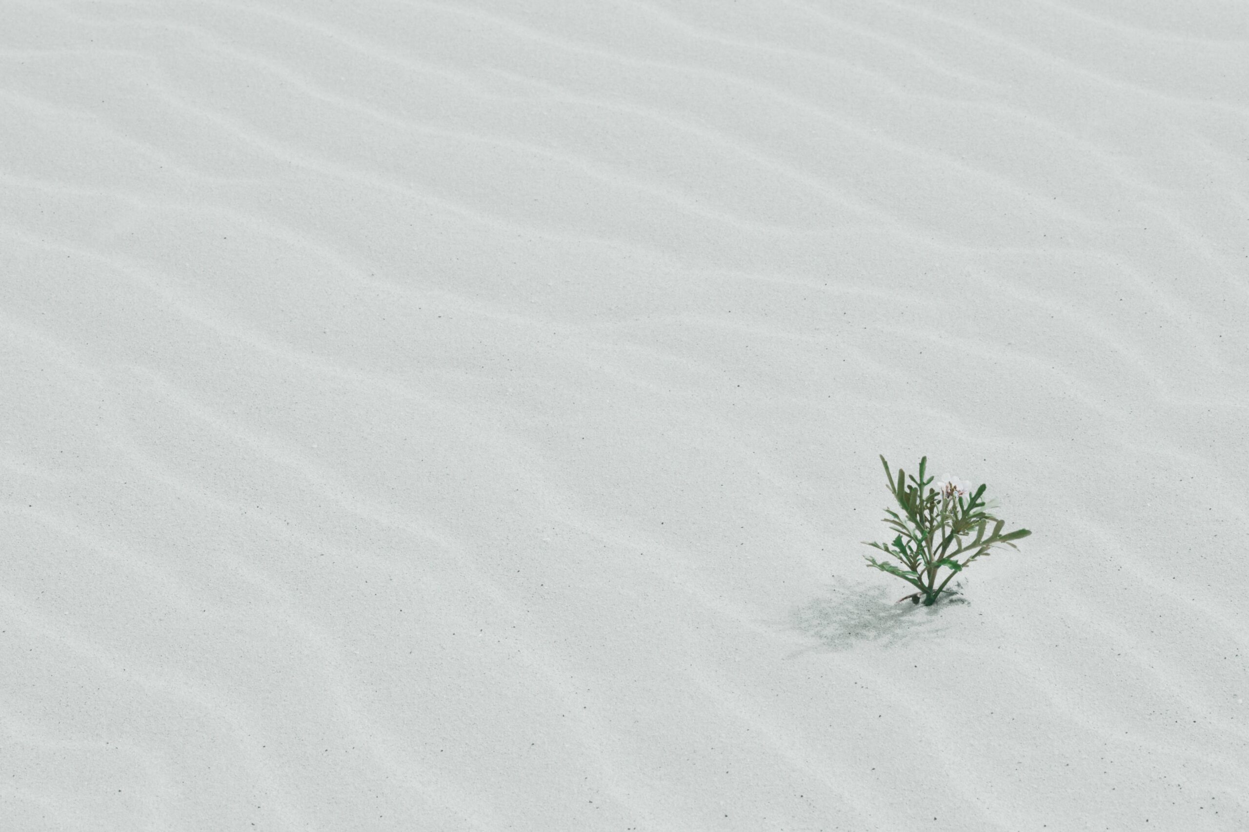 A plant grows in the sand
